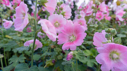Pink petal of Hollyhocks known as Alcea, flowering plant in mallow family Malvaceae