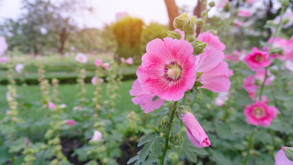 Pink petal of Hollyhocks known as Alcea, flowering plant in mallow family Malvaceae