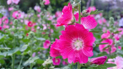 Pink petal of Hollyhocks known as Alcea, flowering plant in mallow family Malvaceae