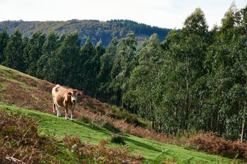 Fototapeta na wymiar Cow looking at camera, Castro Urdiales, Cantabria,Spain, Europe