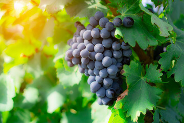 Bunches of black ripe grape on green leaf planting in vineyard farm 