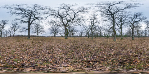 full seamless spherical hdri panorama 360 degrees angle view among oak grove with clumsy branches in forest in equirectangular projection, ready VR AR content