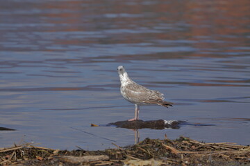 こちらを見ている