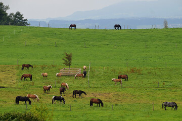 Pferde auf der Koppel