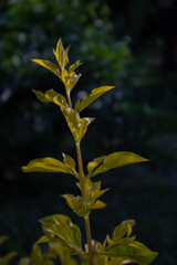 yellow leaves on a tree