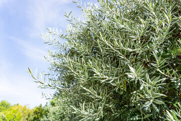 Branches of silvery green leaves and fruits of olive tree under blue sky