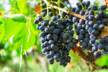 Bunches of black ripe grape on green leaf planting in organic vineyard farm 