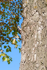 The woodpecker feeds on insects