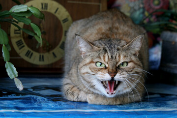 Aggressive, angry cat.The domestic cat is angry and growls.