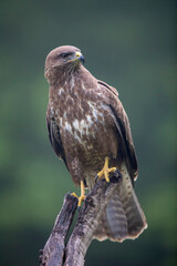 Buse variable