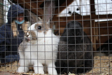 rabbits are animals in a cage behind bars on a farm