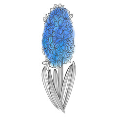 Blue hyacinth flower isolated on a white background. Hand drawn vector illustration. The first spring flower is blue hyacinth.