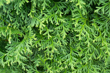 Naklejka na ściany i meble A close-up of a juniper bush. Background with branches of juniper.