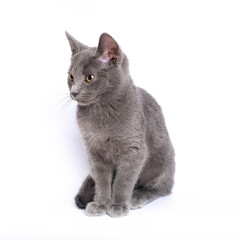 Gray kitten isolated on white background
