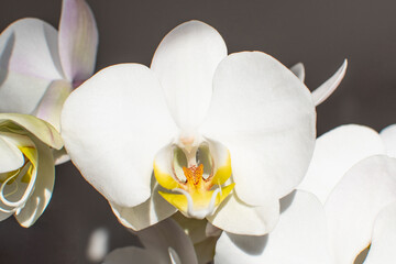 Weiße Orichdeen Blüte mit gelb