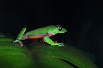 Agalychnis annae, Golden-eyed Tree Frog, green and blue frog on leave, Costa Rica. Wildlife scene from tropical jungle. Forest amphibian in nature habitat. Dark background. Night photography.