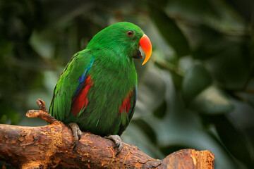 Fototapeta na wymiar Eclectus Parrot, Eclectus roratus polychloros, green and red parrot sitting on the branch, clear brown background, bird in the nature habitat on Western Papuan Islands, New Guinea in Asia.