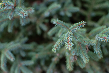 Tannenzweige im Winter
