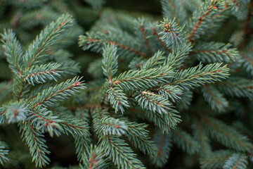 Tannenzweige im Winter