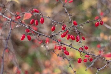 Strauch mit roten Beeren im Herbst