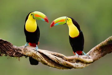 Foto op Plexiglas Toekan Kiel-billed Toucan, Ramphastos sulfuratus, vogel met grote snavel zittend op een tak in het bos, Costa Rica. Natuurreizen in Midden-Amerika. Mooie vogel in de natuur habitat.