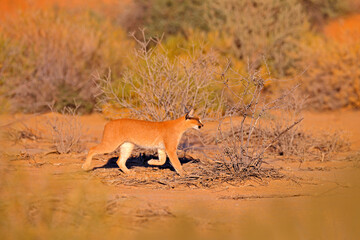 Obraz na płótnie Canvas Caracal, African lynx, in red sand desert. Beautiful wild cat in nature habitat, Kgalagadi, Botswana, South Africa. Animal face to face walking on gravel, Felis caracal. Wildlife scene from nature.