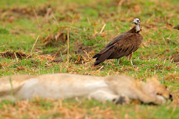 Vulture and lion sleeping. Hooded Vulture, Necrosyrtes monachus,  detail portrait of bird,  sitting in the grass in the savannah. Wildlife scene from nature, Okavango delta, South Africa.