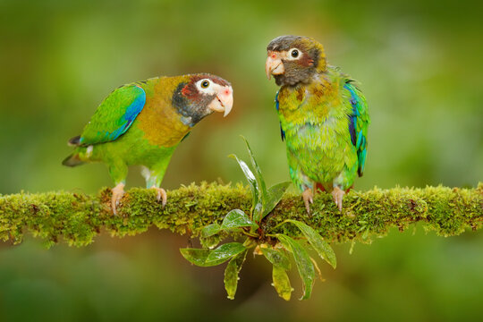 Costa Rica wildlife, two parrots. Brown-hooded Parrot, Pionopsitta haematotis, portrait of light green parrot with brown head.