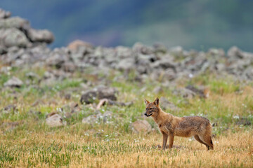Bulgaria wildlife, Balkan in Europe. Golden jackal, Canis aureus, feeding scene on meadow, Madzharovo, Eastern Rhodopes. Wild dog behavior scene in nature. Mountain animal in the habitat.