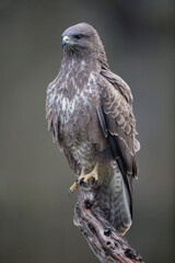 Buse variable