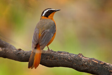White-browed robin-chat, Cossypha heuglini, also known as Heuglin's robin, Okavago delta, Botswana in Africa. Orange black bird sittitng on the tree branch in the nature habitat.