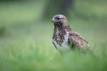 Buse variable