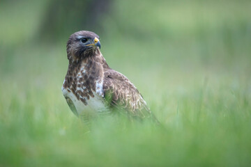 Buse variable