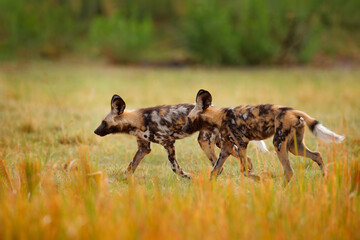 Naklejka na ściany i meble Painted hunting dog on African safari. Wildlife scene from nature. African wild dog, walking in the green grass, Zambia, Africa. Dangerous spotted animal with big ears.