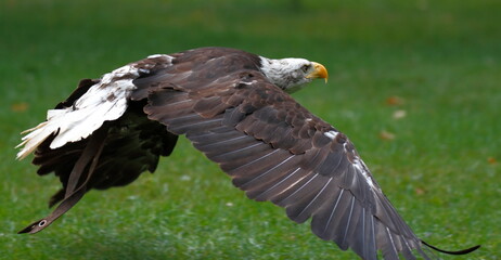 Flying eagle in a zoo