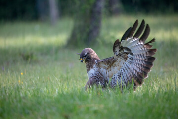 Buse variable