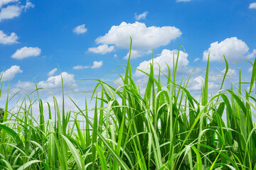 Fresh green linear leaf of Sugarcane under white clouds and vivid blue sky