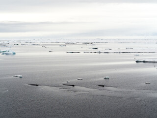 3 humpback whales in the foreground with iceberg bits towards the horizon and soft white clouds