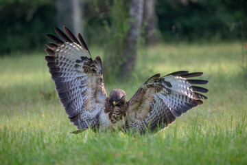 Buse variable