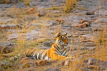 Fototapeta na wymiar Indian tiger, wild animal in the nature habitat, Ranthambore NP, India. Big cat, endangered animal. End of dry season, beginning monsoon.