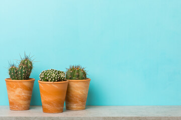 Three potted cactus plants on a shelf with copy space on sky blue background