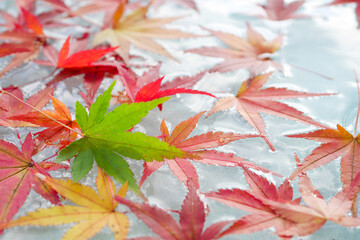 水面に浮かぶ紅葉05