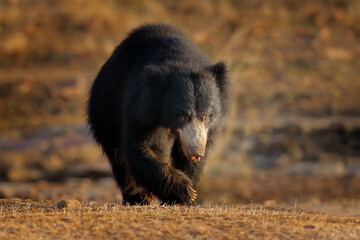 India wildlife. Sloth bear, Melursus ursinus, Ranthambore National Park, India. Wild Sloth bear in...