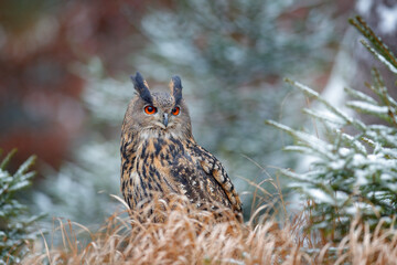 Eurasian Eagle Owl, Bubo Bubo, sitting on the tree trunk, wildlife photo in the forest with orange autumn colours, Germany. Bird in the forest, first snow in wildlife nature.