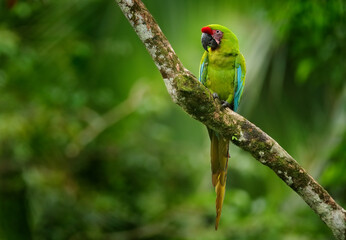 Costa Rica wildlife. Ara ambigua, green parrot Great-Green Macaw on tree. Wild rare bird in the...