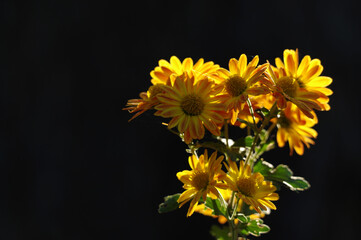 黒バックの黄色い花