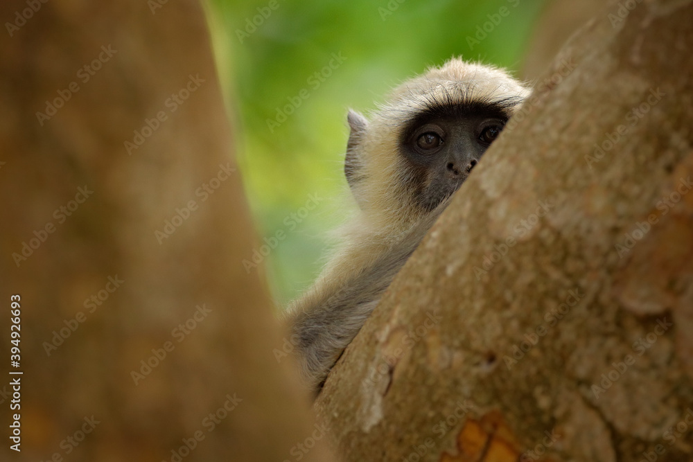 Wall mural monkey from india. common langur, semnopithecus entellus, monkey sitting in the tree, nature habitat