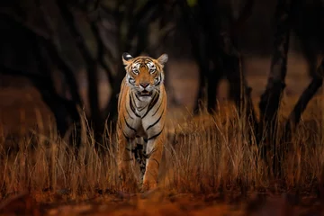 Foto op Plexiglas Indian tiger, wild animal in the nature habitat, Ranthambore NP, India. Big cat, endangered animal. End of dry season, beginning monsoon. Tiger from Asia. © ondrejprosicky