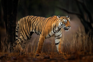 Obraz premium Indian tiger, wild animal in the nature habitat, Ranthambore NP, India. Big cat, endangered animal. End of dry season, beginning monsoon. Tiger from Asia.