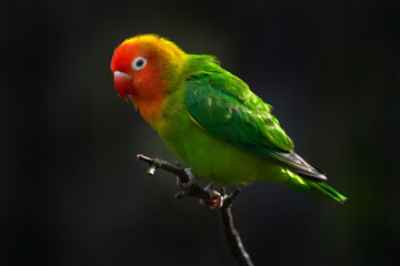 Fototapeta na wymiar Lilian's Nyasa lovebird, Agapornis lilianae, green red green small parrot sitting on the branch in the dark tropic forest. Bird in the habitat, Zambia on Africa.
